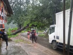 Pohon Tumbang Melintang di Jalan Raya Cianjur Sindangbarang