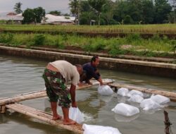 Kolam Jebol Petani Ikan di Cianjur Rugi Dua Ton
