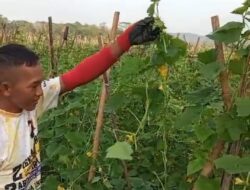 Panen Raya Petani Timun di Cianjur Merugi