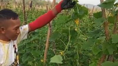 Panen Raya Petani Timun di Cianjur Merugi