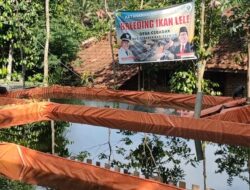 Ciptakan Kemandirian Usaha Warga Pemdes Cibadak Kembangkan Budidaya Ikan Lele