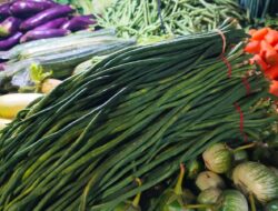 Harga Kacang Panjang Turun Petani Merugi