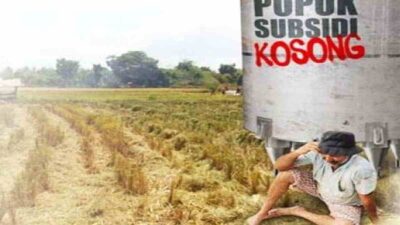 Pupuk Bersubsidi Langka di Cibeber Kades Usulkan Pupuk Bersubsidi Dikelola BUMDes