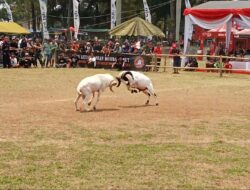 Tingkatkan Ekonomi Peternak, Bataliyon Infantri Raider 300/ BJW Gelar Adu Ketangkasan Domba