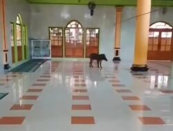 Kabur Dari Pemburu, Seekor Babi Masuk Masjid di Cikalongkulon