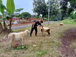BUMDes Mitra Makmur sediakan Domba untuk Kurban