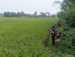 Sawah di Hegarmanah Diserang Wereng, Terancam Gagal Panen
