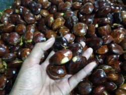 Harga Jengkol Tembus Rp 60 Ribu per Kilo di Pasar Induk Cianjur