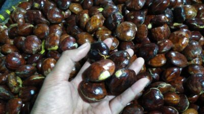 Harga Jengkol Tembus Rp 60 Ribu per Kilo di Pasar Induk Cianjur
