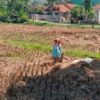 Suara Perempuan Tangguh di Tengah Gagal Panen