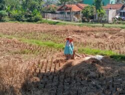 Suara Perempuan Tangguh di Tengah Gagal Panen