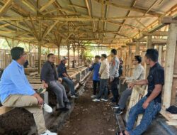 Dari Jati Sari untuk Ketahanan Pangan Harapan Baru Warga Lewat Peternakan Domba