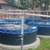 Desa Mekarsari Bangun Kolam Bioflok, Dorong Ketahanan Pangan dan Ekonomi Warga