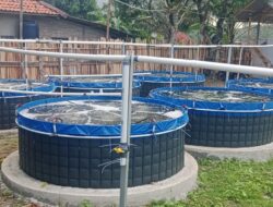 Desa Mekarsari Bangun Kolam Bioflok, Dorong Ketahanan Pangan dan Ekonomi Warga