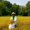 Generasi Terakhir di Sawah, Ketika Buruh Tani Menjadi Profesi yang Hampir Punah