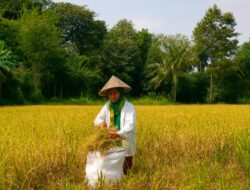 Generasi Terakhir di Sawah, Ketika Buruh Tani Menjadi Profesi yang Hampir Punah