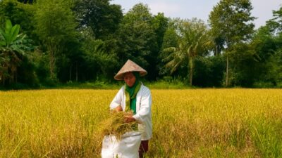 Generasi Terakhir di Sawah, Ketika Buruh Tani Menjadi Profesi yang Hampir Punah