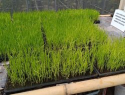 Harga Lebih Menggiurkan, Petani Cianjur Taruh Harapan pada Padi Jepang