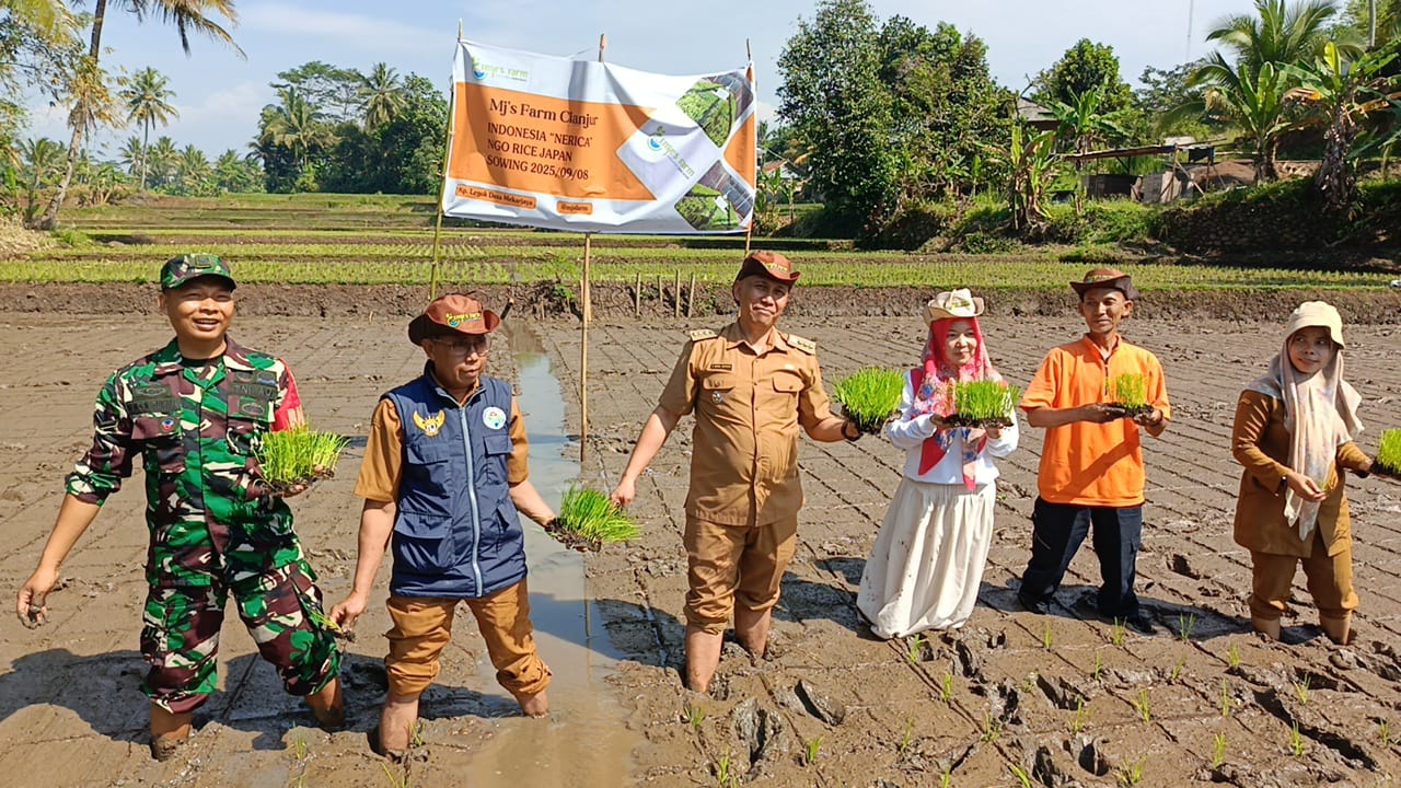 Tanam perdana padi varietas Jepang jenis Nerica di Sukaluyu, Cianjur.