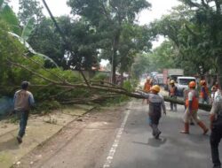 DLH Cianjur Tebang Pohon Membahayakan Keselamatan Jiwa