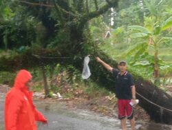 Polsek Mande Bergerak Cepat Evakuasi Pohon Tumbang di Enam Titik