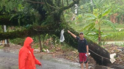 Polsek Mande Bergerak Cepat Evakuasi Pohon Tumbang di Enam Titik