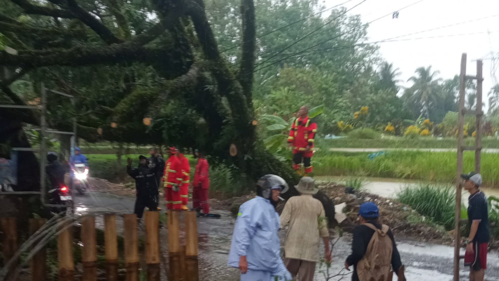 Teks: Petugas kepolisian dan warga mengevakuasi pohon tumbang akibat hujan deras di wilayah Kampung Serang, Kecamatan Mande, Kabupaten Cianjur.