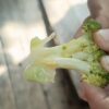 Pengawas SPPG Bantah Sayur MBG Berulat, Pernyataan Kontradiktif dengan Fakta di Lapangan