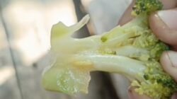 Pengawas SPPG Bantah Sayur MBG Berulat, Pernyataan Kontradiktif dengan Fakta di Lapangan