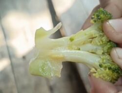 Pengawas SPPG Bantah Sayur MBG Berulat, Pernyataan Kontradiktif dengan Fakta di Lapangan