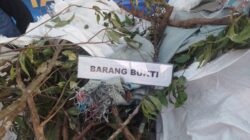 Tanaman Narkotika Khat Tumbuh Subur di Kawasan Wisata Puncak, Peredarannya Menyasar WNA