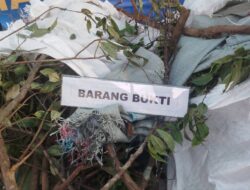 Tanaman Narkotika Khat Tumbuh Subur di Kawasan Wisata Puncak, Peredarannya Menyasar WNA