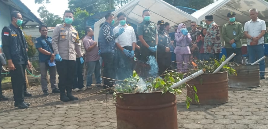 Teks: Petugas dan pejabat Forkopimda Cianjur menyaksikan pembakaran tanaman khat dalam drum besi saat pemusnahan barang bukti.