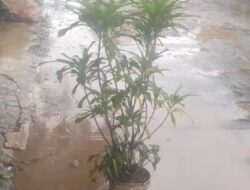 Warga Tutup Jalan Berlubang di Halte Maleber Pakai Pot Tanaman, Minta Pemerintah Turun Tangan