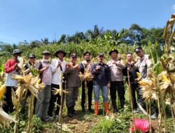 Panen Raya Jagung Hibrida Tambah PADes Sukamulya
