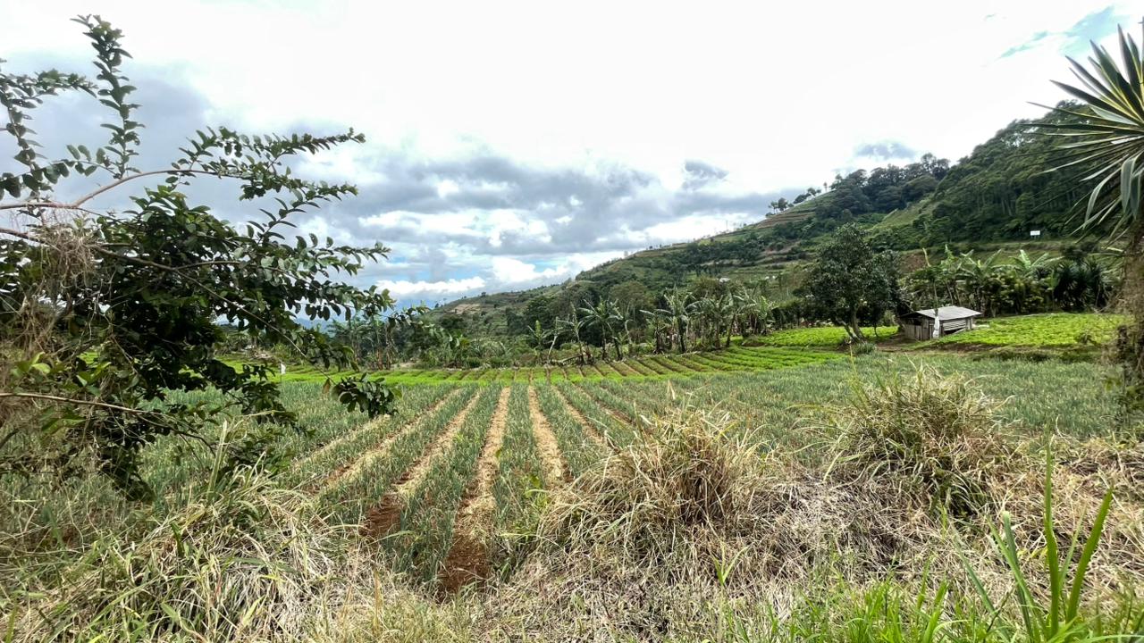 Teks: Lahan pertanian hortikultura milik warga Desa Batulawang, Cianjur, yang menjadi bagian dari pemanfaatan tanah negara dalam program Reforma Agraria.