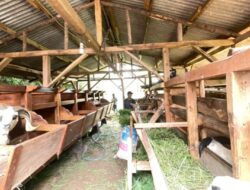 Hortikultura dan Domba Jadi Fokus Awal Reforma Agraria Bank Tanah di Cianjur