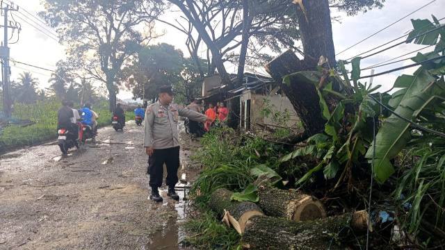 Teks: Anggota Polsek Mande melihat sisa batang pohon tumbang yang menutup jalan desa di Bobojong.