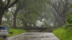Cuaca Ekstrem Timpa Mande, Satu Pohon Besar Roboh ke Badan Jalan