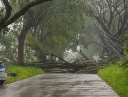 Cuaca Ekstrem Timpa Mande, Satu Pohon Besar Roboh ke Badan Jalan