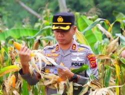 Polres Cianjur Panen Raya Jagung Hibrida Kuartal IV 2026, Hasilkan 2 Ton