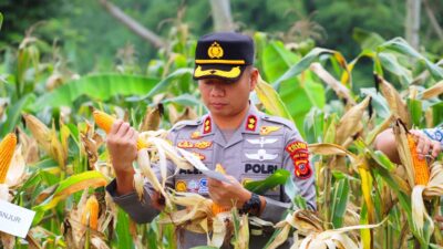 Polres Cianjur Panen Raya Jagung Hibrida Kuartal IV 2026, Hasilkan 2 Ton