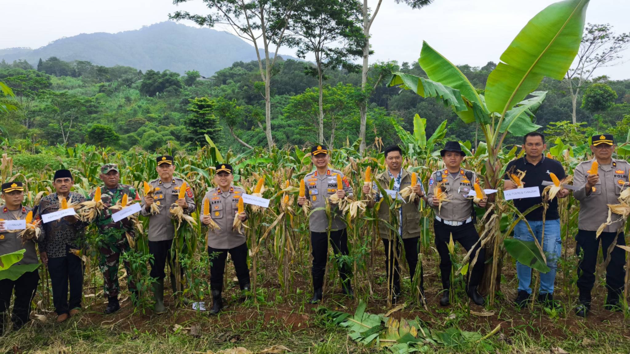 Teks: Panen raya jagung hibrida Polres Cianjur di Desa Babakankaret sebagai bagian program ketahanan pangan.