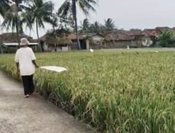120 Hektar Sawah di Ciranjang Cianjur Diserang Burung Pipit, Petani Gagal Panen Parah