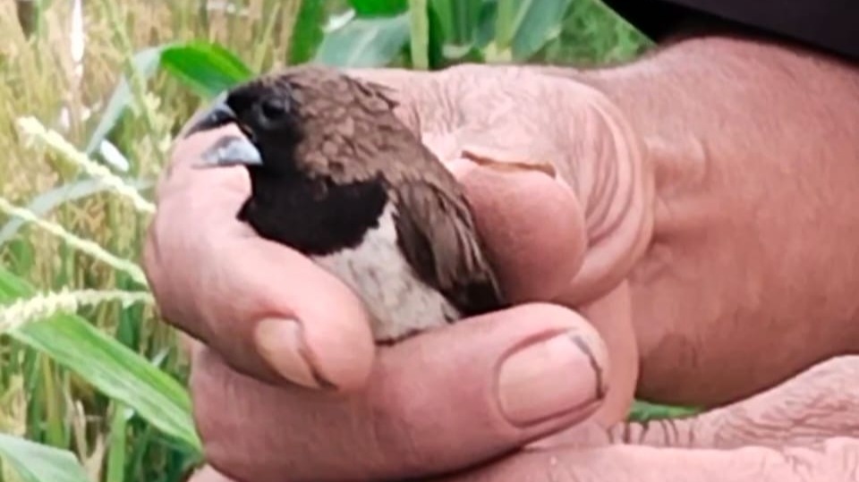 Teks: Burung pipit di tangan warga di sawah Desa Nanggalamekar Ciranjang Cianjur.