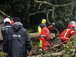 Pohon Tumbang Tutup Jalur Puncak Ciloto, Polisi dan Petugas Gabungan Lakukan Evakuasi