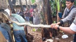 Warga Tangkap Ular Piton Cianjur Saat Memangsa Ayam di Campaka