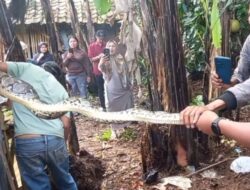 Warga Tangkap Ular Piton Cianjur Saat Memangsa Ayam di Campaka