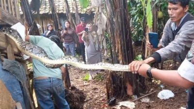 Warga Tangkap Ular Piton Cianjur Saat Memangsa Ayam di Campaka
