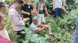 Teror Monyet Liar Berakhir: Sempat Lukai Warga Termasuk Anak 6 Tahun, Akhirnya Dilumpuhkan